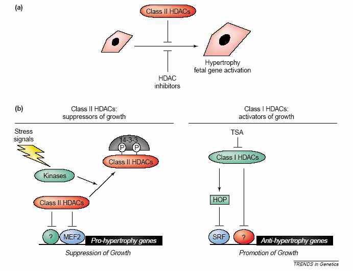 심장비대증 / 심부전증에 대한 Class I HDAC1과 class II /HDAC2의 상반된 작용. (Adopted from Trends Genet 20:206-13, 2004)