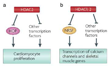 HDAC1/HDAC2와 HOP/NRSF에 의한 태생기 심장근육발달조절. (Adopted from Nature Rev Genet 10:32-42, 2009)