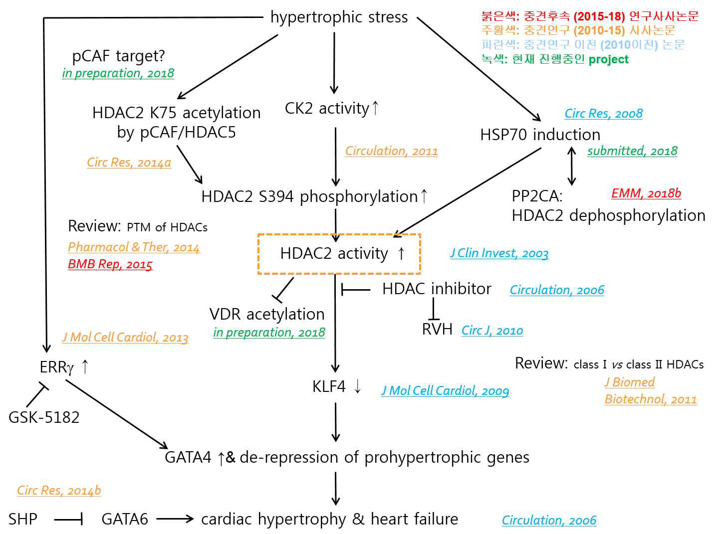 본 연구실의 심장질환 “한우물파기 연구”. 본 연구실에서 지난 14년간 한우물파기 연구를 통해 완성한 신호전달계. 연구의 중심에 있는 핵심분자는 HDAC2이며 전세계적으로 심질환 HDAC2 연구자로 각인되어 있음. Circulation (IF: 19.3, 2회), Circulation Research (IF: 14.0, 3회), J Clin Invest (제1저자, IF: 12.8), Pharmacology & Therapeutics (IF: 11.1), J Mo Cell Cardiol (IF: 5.7 2회) 등의 성과를 얻었음. (1저자인 JCI제외, 모두 교신저자 논문임)