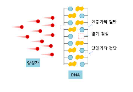 양성자 빔이 DNA에 미치는 영향