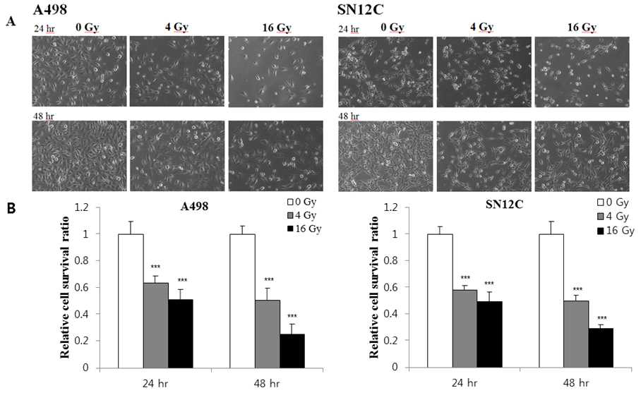 A498 및 SN12C로의 양성자빔 조사에 의한 세포 생존력 측정(모든 실험은 3회 이상 반복하여 통계적으로 유의한 결과를 얻음. *** p<0.005)