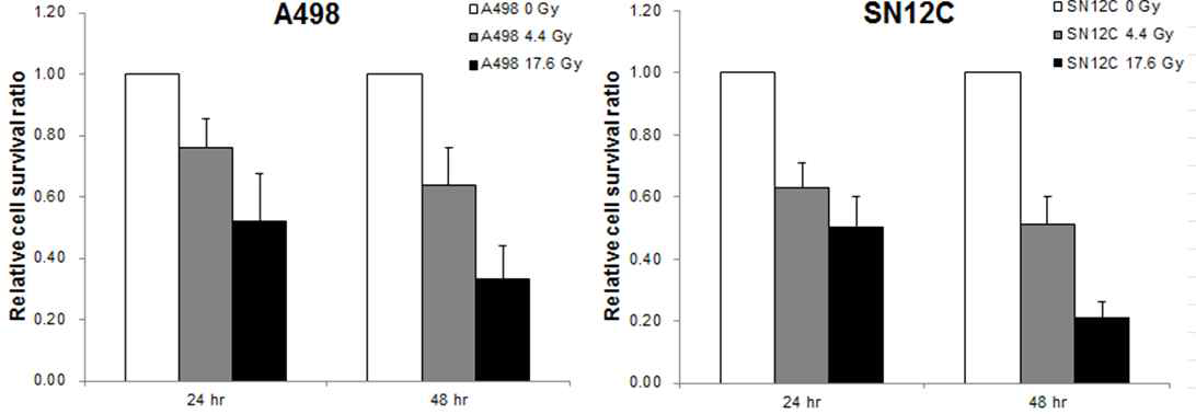 감마선 조사에 의한 A498 및 SN12C의 세포 생존력 측정 실험