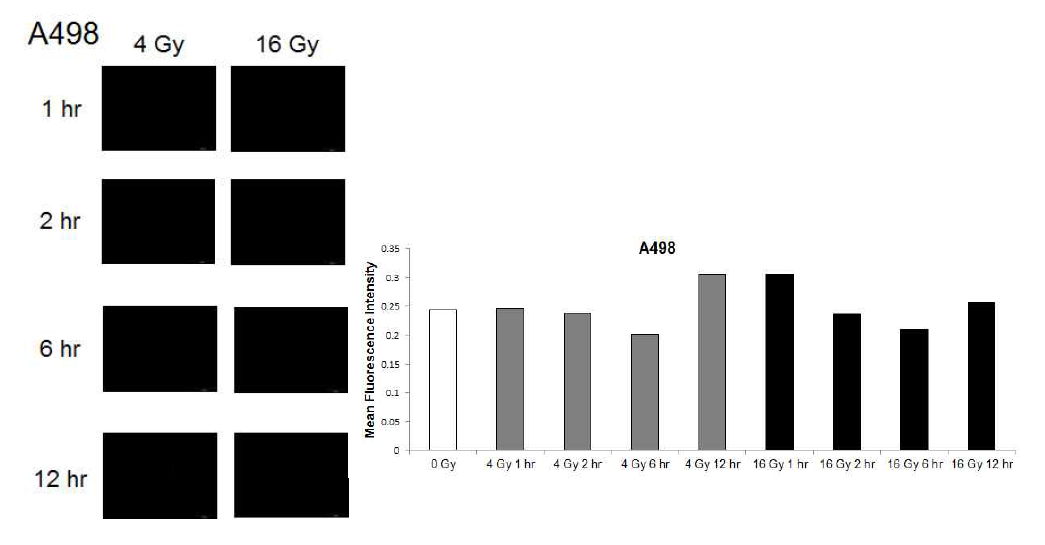 양성자빔 조사 후 A498에서의 Mitochondrial ROS (mtROS) 발생량 측정