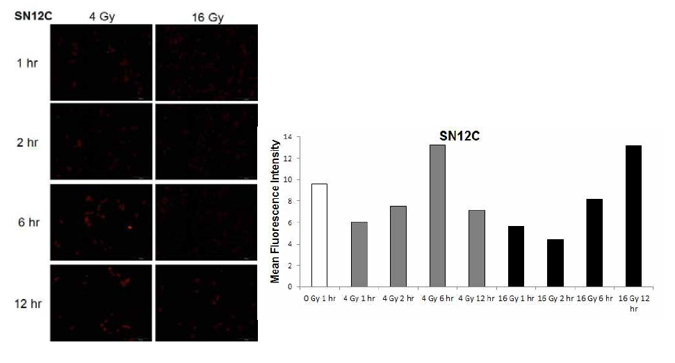 SN12C에서 발생된 mitochondrial ROS 생성량 비교