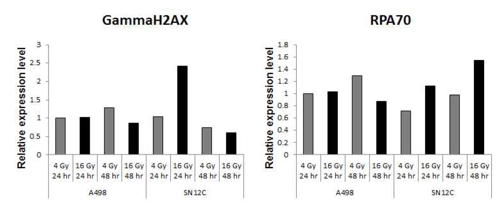 양성자빔 조사 후 GammaH2AX 및 RPA70의 발현량 변화 비교