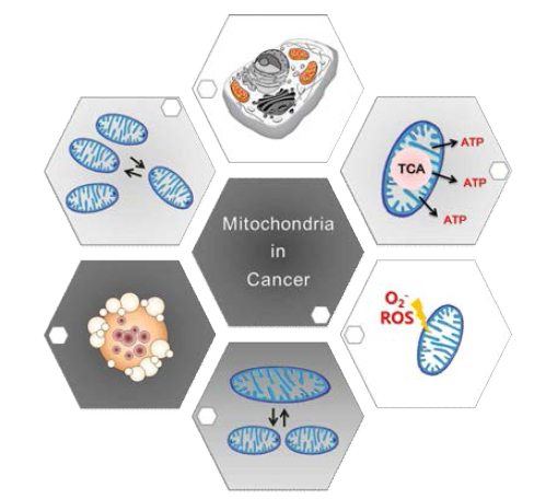 미토콘드리아의 활성과 암세포의 관계