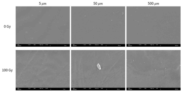 소수성 인공수정체 (0 Gy, 100 Gy)를 SEM 으로 촬영한 결과