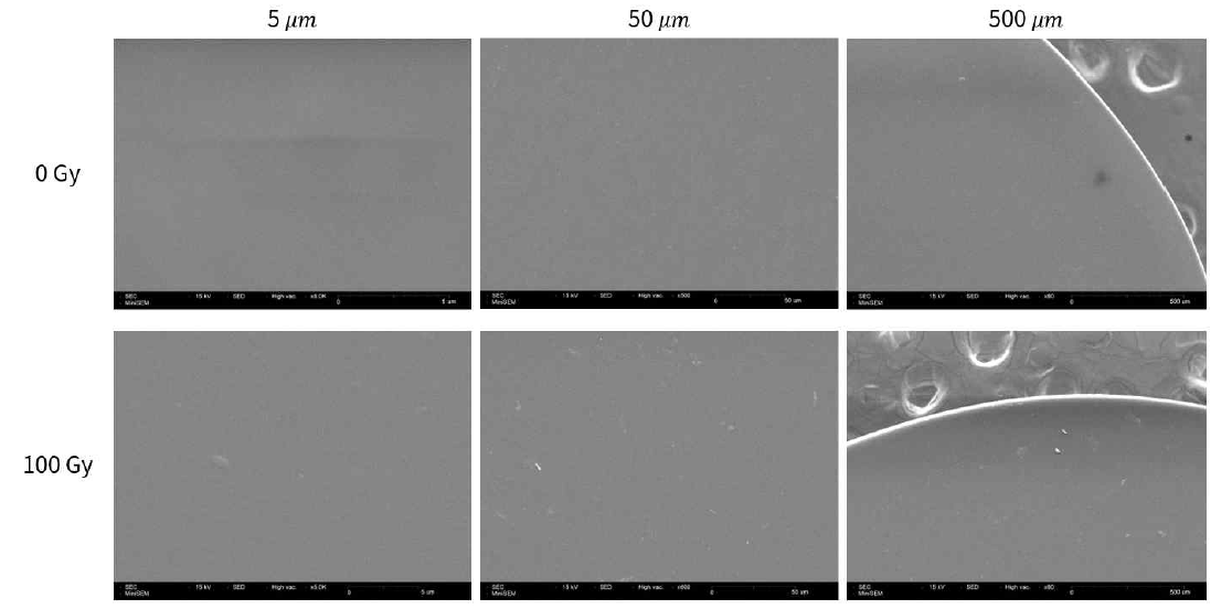 친수성 인공수정체 (0 Gy, 100 Gy)를 SEM 으로 촬영한 결과