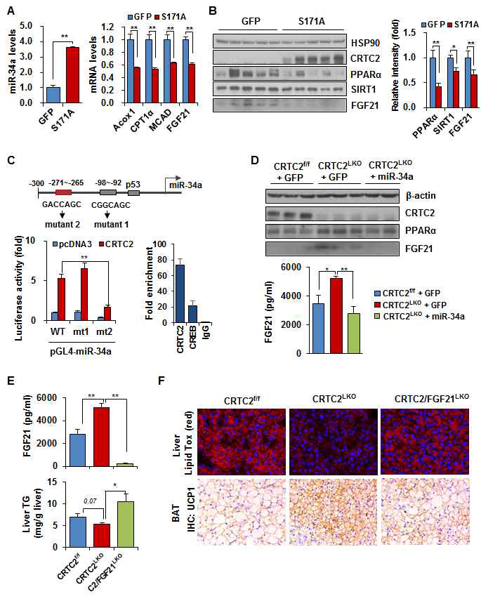 [보고서]cAMP 신호전달계에 의한 에너지 대사 조절 연구