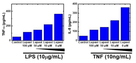 Lupeol 처리 농도에 따른 TNF-α의 분비 정도(좌)와 IL-8의 분비 정도(우) ELISA 그래프