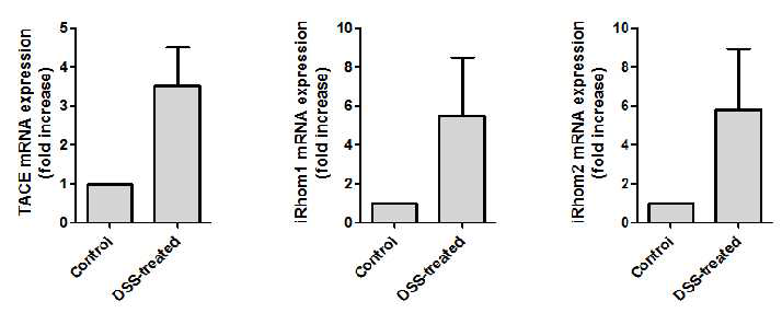 DSS-induced acute colitis 유발 시 TACE, iRhom의 mRNA level의 변화