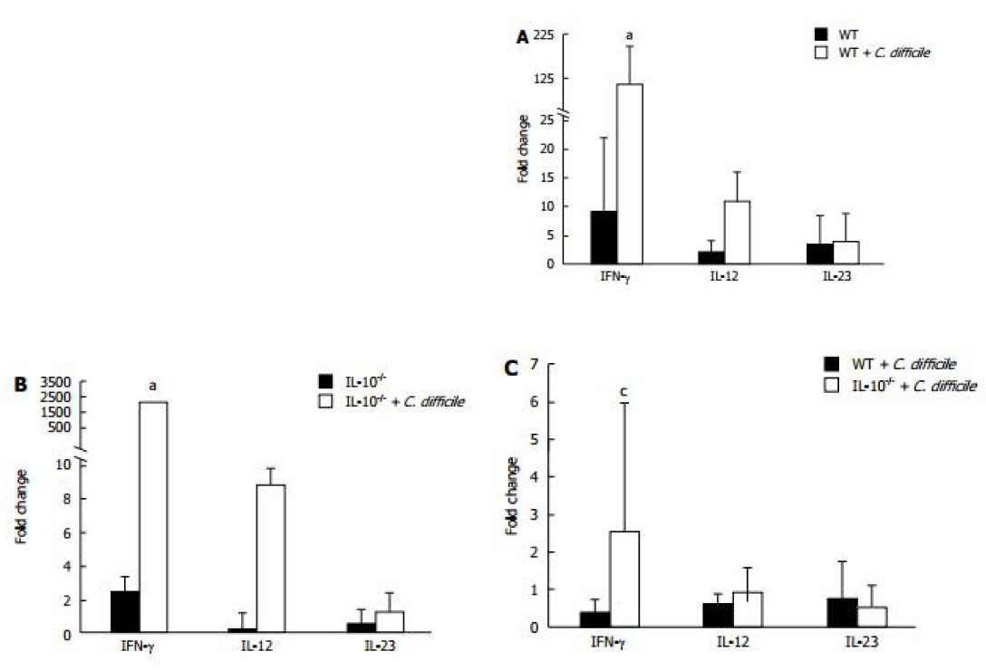 IL-10 유전자 결핍 마우스에서 C. difficile 감염에 의한 IFN-γ 농도변화