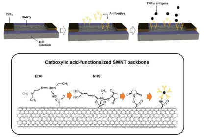SWNT-FET 기반 항원 센서의 제작 및 항원(TNF-α)-항체 반응, 공정 개략도 EDC/NHS chemistry를 이용하여 CNT 표면 개질에 이은 항체(TNF-α)를 직접 고정화 함