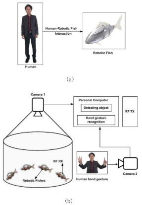 인간 - 로봇 물고기 상호 작용 (a) 인간의 색 캡 추적 제어 알고리즘, (b) 인간의 손짓에서 로봇 물고기를 제어하기 위하여 제안 된 수족관