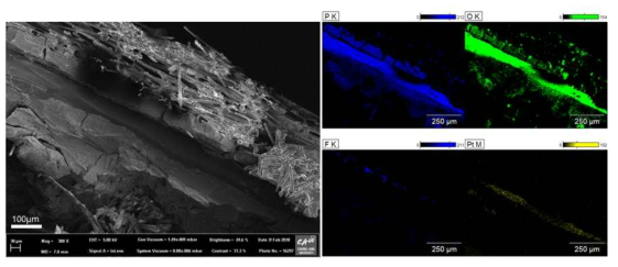 제조된 MPL이 포함된 GDL 위에 Pt를 300 pulse 도금한 Anode 전극으로, MEA로 결합한 FE-SEM cross-section 및 EDX mapping 이미지