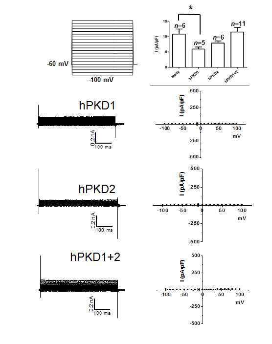 PKD1과 PKD2의 전기생리학적 특징