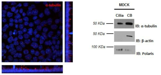 MDCK 세포에서의 cilia 형성과 Ciliary Western Blot 테스트
