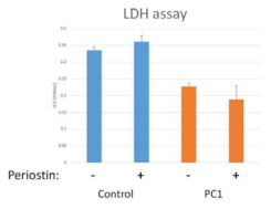 PC1이 과발현되는 IMCD 세포에 periostin을 24h 처리한 경우 LDH assay로 독성 조사