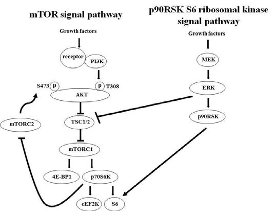 MTOR(p70S6K)와 p90S6K 신호전달체계의 관계