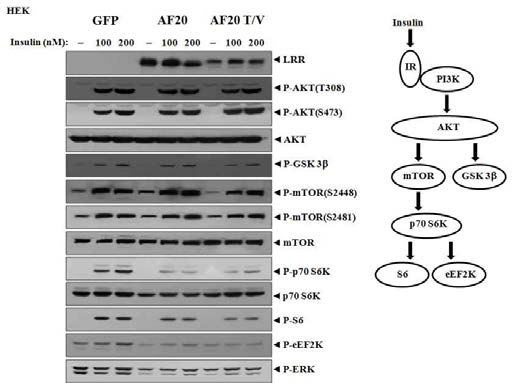 PKD1 wild type(AF20)와 GPS uncleavage(AF20T/V)를 293 세포에 transfection 한 다음 insulin으로 mTOR 신호전달체계를 유도함. 각 단계별 단백질들의 활성화 여부를 조사함