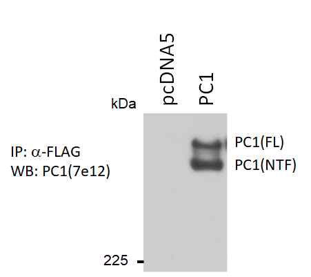 FLAG tagging 된 pcDNA5와 PC1이 과발현되는 IMCD 세포를 FLAG으로 IP한 다음 PC1 항체로 recombinant PC1 발현을 조사