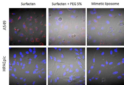 형광표지된 다양한 박막층체모방형 나노입자의 암세포 표적능 평가