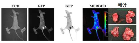 유방암 세포주 4T1-GFP cells을 이용한 전이성 폐암 동물모델 확립