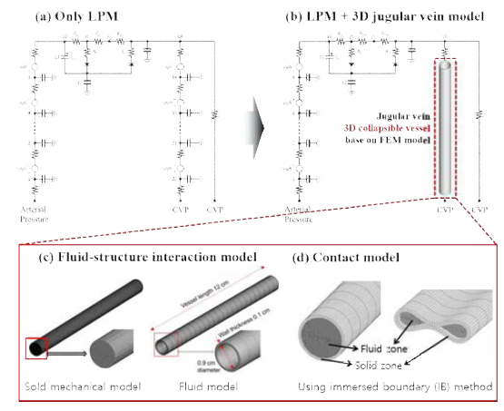 (a, b) 뇌정맥 CFD-LPM 모델, (c) 3차원 FSI 모델, (d) 접촉 모델