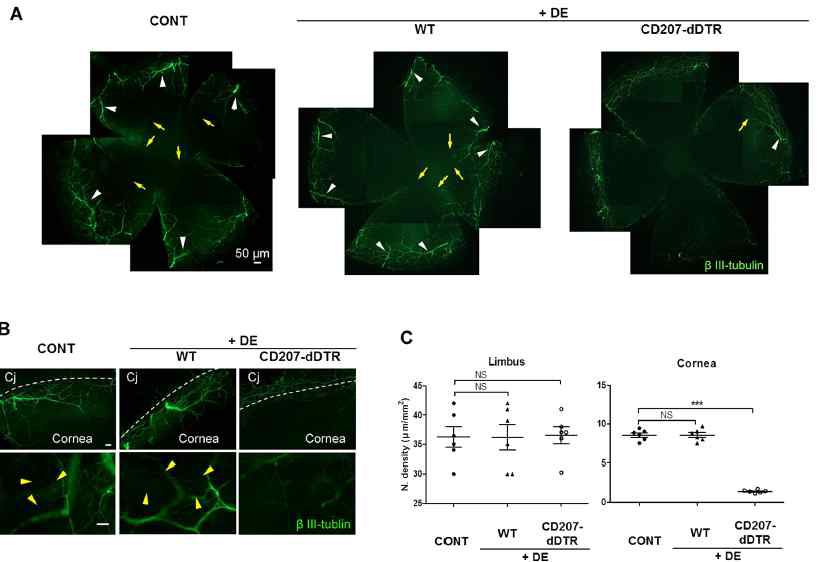 Langerhans cell을 없앤 DTR mouse model을 이용하여 실험한 결과 마우스 각막의 신경이 건성안 induction시에 빠르게 사라지는 것을 확인하였음