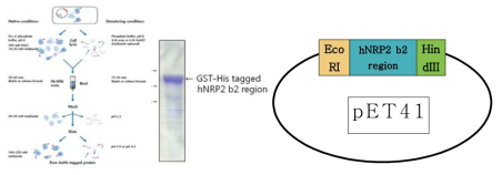 (왼쪽) Nrp2-ex 의 vector를 만들고 (가운데)gel에 내려 성공적인 밴드를 얻었으며, 오른쪽은 최종 모식도임