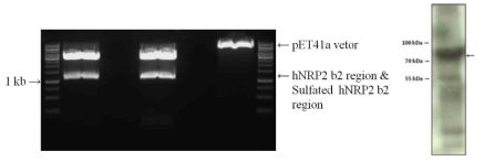 hNrp2 b2 region과 suflated hNrp2 b2 region (왼쪽) 오른쪽은 GST His가 붙은채로 elusion된 sulfated form의 hNrp2 mimicking trap