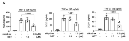 CCL2, 3, and 11의 extracellular secretion을 sNrp2-ex 처리 후 확인함. sNrp2-ex에 의해 세포외로 배출되는 chemokines의 농도가 줄어드는 것을 확인할 수 있음