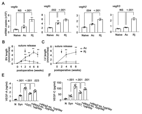 (A-C). VEGF-A, -C, VEGF receptor 2 and 3의 mRNA 발현을 corneal allograft accepted (Ac) and rejected cornea(Rj) 에서 비교하여 보았음. 그 결과, acceptor에 비해 rejected cornea에서 훨씬 높게 발현하는 것을 확인함. (E-F). sNrp2-ex의 처리 후 농도에 비례하여 VEGF-A and -C의 발현이 줄어드는 것을 확인함