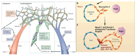 왼편그림은 angiogenesis 와 lymphangiogenesis가 동시에 일어나고 있는 것을 보여주는 그림. 대부분의 pathologic condition에서는 두 병리현상이 병행한다. 오른쪽은 lymphatics의 발생시 vein의 혈관벽이 무너지면서 primary lymph sac이 형성되는 것을 보여주는 것으로 발생학적으로 lymphatics는 vein에서 기원하여 blood vessel과 여러 마커를 공유한다 (예, Lyve-1)