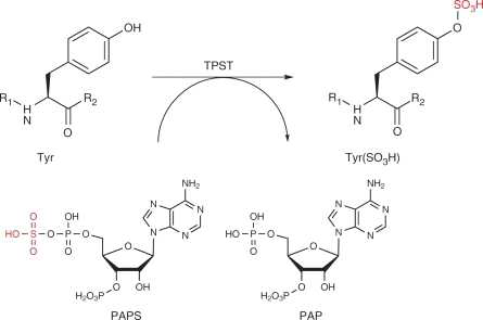 Golgi에서 TPST에 의해 일어나는 정상적인 tyrosine sulfation 과정