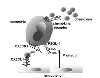 chemokine에 의한 세포의 이동이나 sperm-egg binding에 의한 fertilization의 과정에서 receptor ligand sulfation은 필수적이다. 만일 sulfation이 일어나지 않으면 receptor ligand interaction에 의한 단백의 기능은 소실된다