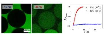 서로 다른 온도에서의 공초점 현미경 사진 (좌), 시간에 따른 캡슐 내 형광세기 변화 (우)