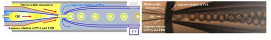 오일/물/오일/물 삼중액적형성을 위한 미세유체소자 (좌), 광학 현미경 사진(우)
