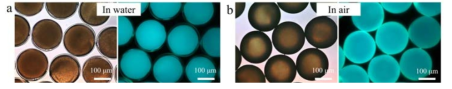 잠열 캡슐의 투과 및 형광모드의 광학 현미경 사진. 물(a) 및 공기(b) 중에 분산