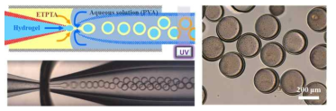 물/오일/물 이중액적 형성을 위한 미세유체시스템 (좌), 하이드로젤 코어/고분자막으로 구성된 캡슐 (우)