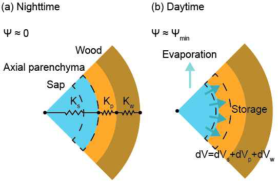 가뭄 간 수분 손실을 억제하기 위한 유조직 팽창 모델. (a) 야간(습윤)의 형상. (b) 주간(건조)의 형상