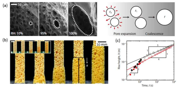 습윤 팽창 골격의 젖음 메커니즘 규명. (a) 습도에 따른 공극 팽창 개략도. (b) 시간에 따른 종 방향 젖음 및 횡 방향 팽창. (c) 시간에 따른 종 방향 젖음 길이
