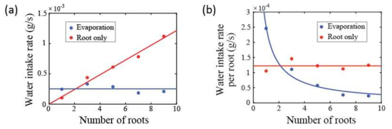 뿌리 구조에 따른 증발량. (a) 총 증발량. (b) 뿌리당 증발량