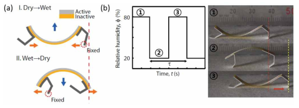 정렬된 전기 방사 섬유를 이용한 구동장치(Hygrobot). (a) 구동 메커니즘. (b) 습도 변화에 따른 굽힘 변형 및 선형 이동