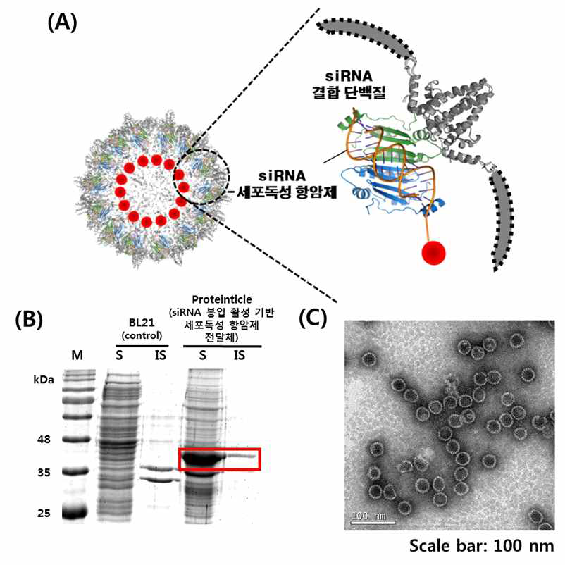 암세포 수용체 표적형 펩타이드가 표출된 siRNA의 바이러스 캡시드 봉입 활성 기반 세포독성 항암제 봉입용 HBVC의 단량체 모식도(A), 해당 proteinticle의 대장균 내 발현 및 입자형성 여부를 PAGE gel (B) 및 TEM(C)을 통해 확인한 결과