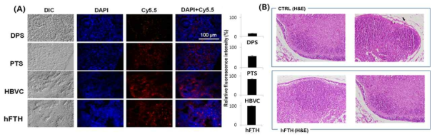 DPS, PTS, HBVC, hFTH 입자의 면역조직화학 실험 결과 (A), hFTH proteinticle의 독성 확인을 위한 H&E 염색 (B)