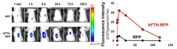 RFP와 hFTH-RFP proteinticle의 감시림프절 전달 효율 비교