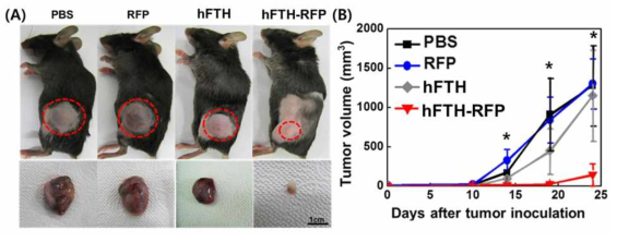 hFTH-RFP의 암 성장속도 억제 및 면역치료 효능 확인한 동물모델 사진 (A) 및 그래프 (B)