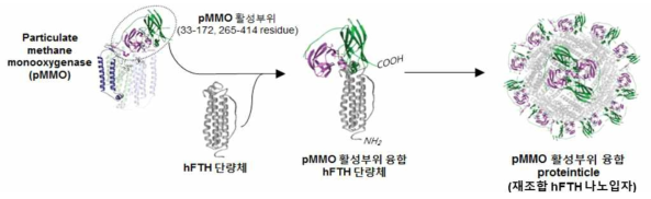 pMMO 효소의 최적 활성부위 선정 및 hFTH과의 융합을 통해 제작된 proteinticle의 모식도