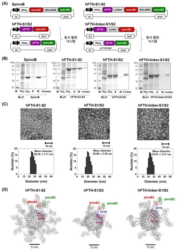 pMMO 효소 활성부위인 spmoB와 두 가지 방법으로 진행된 pMMO 효소 활성부위 융합 proteinticle의 벡터 모식도(A), SDS-PAGE를 이용한 발현 양상 및 크기 분석(B) 및 TEM과 DLS에 의한 입도분포 및 형태(C), 분자모델링을 통해 확인한 pMMO 효소 활성부위 융합 proteinticle의 구조(D)